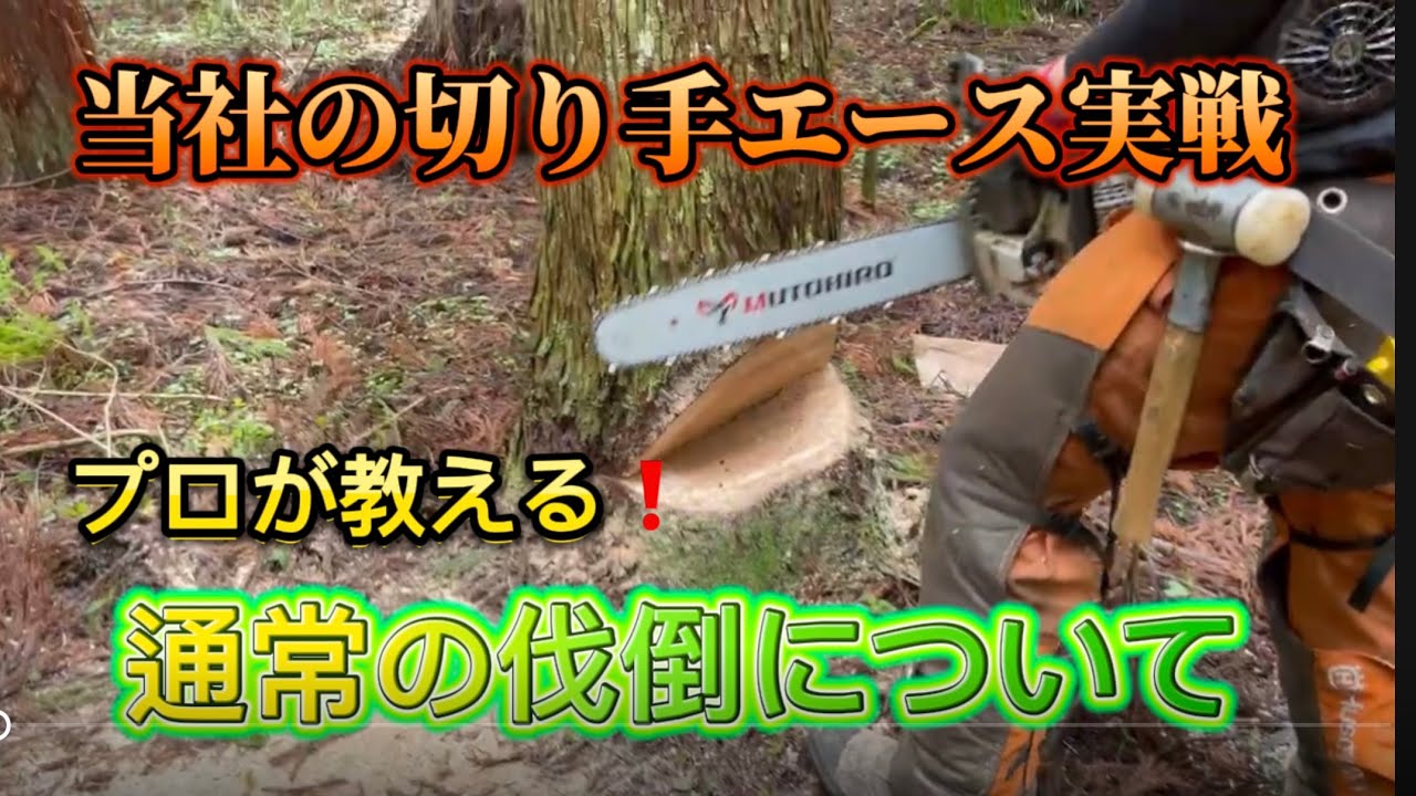 【プロの伐倒】当社のエース切り手が実戦してみた❗️