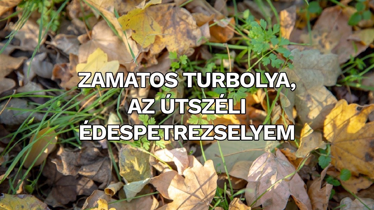 Zamatos turbolya, az útszéli édespetrezselyem | Mindmegette.hu