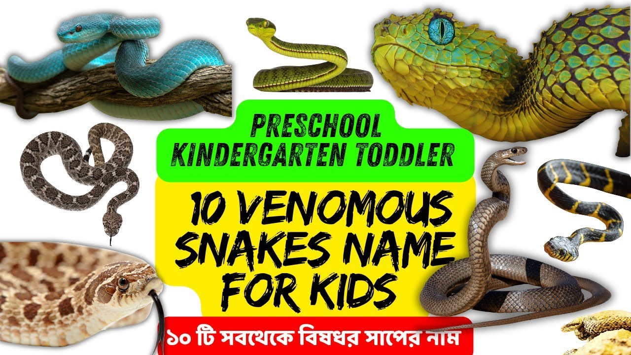 ১০টি বিষধর সাপ 🐍 | 10 Venomous Snakes of Asia | Kids Safety & Nature Learning