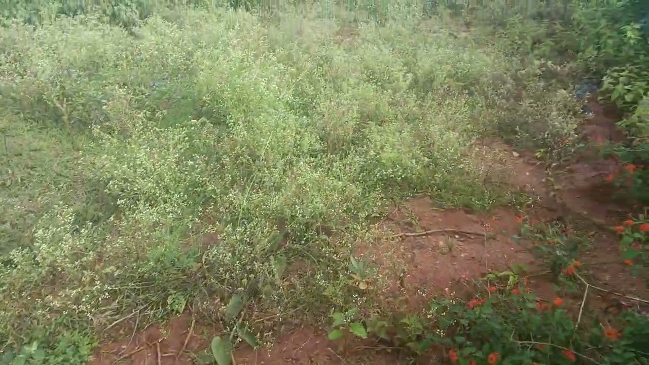 2, acre 21 Gunte, 1,acre,karabu, total 55, lakh negotiable, Mysore to gundlupet NH near,9902559962