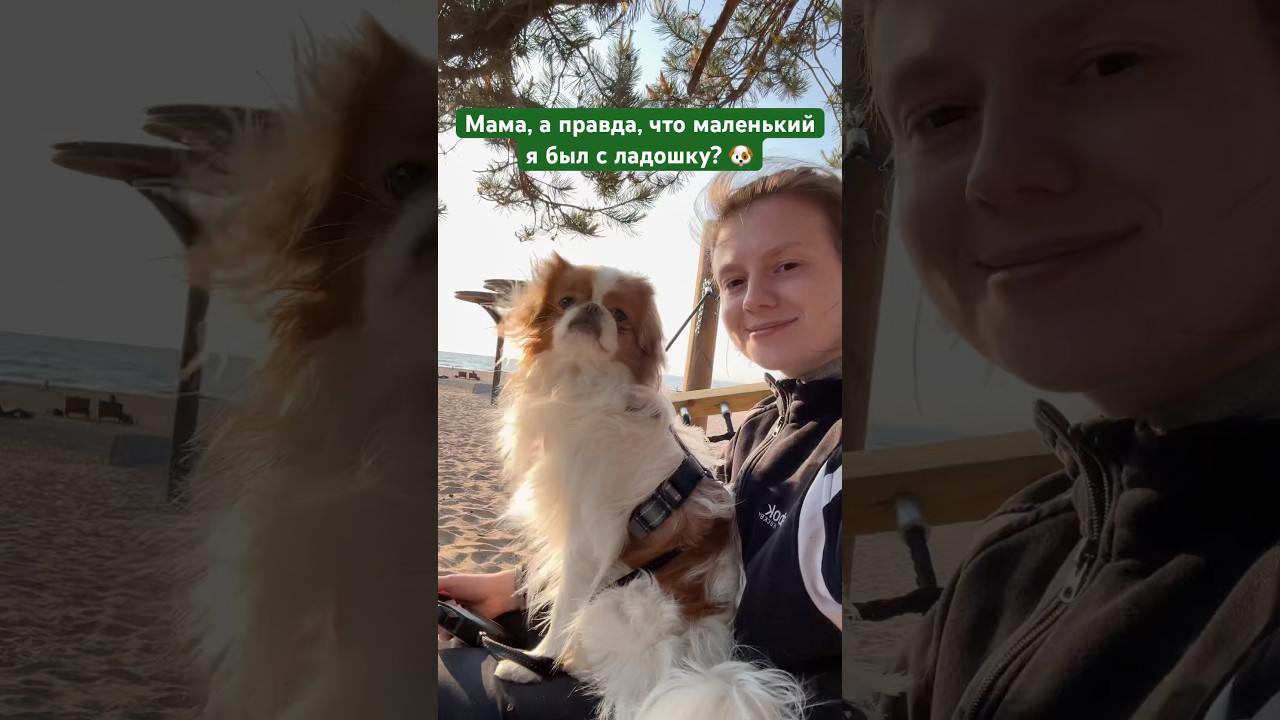Правда 🐶❤️ #история#любовь#music#собака#домашниеживотные#animals#love#family#семья#путешествия