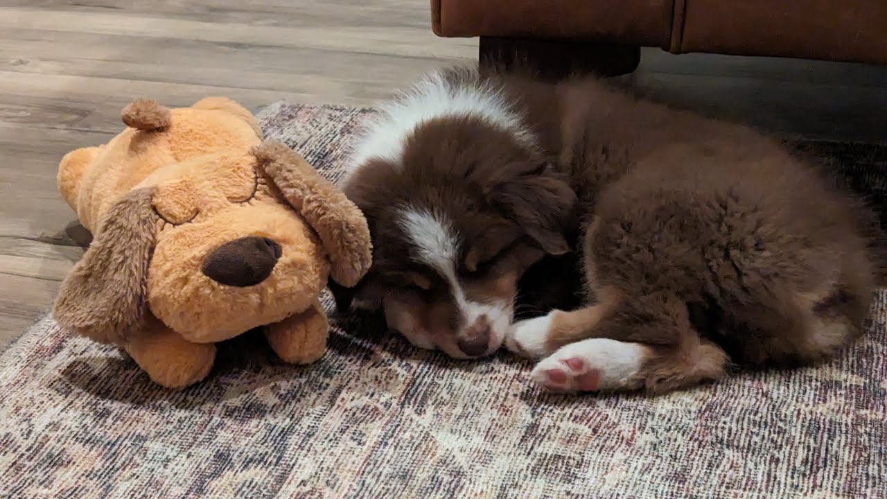 Jasper's first 24 hours