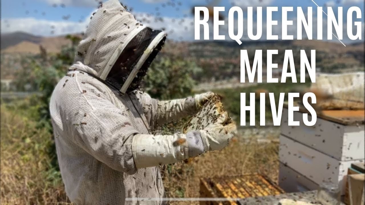 Requeening Africanized Honey bees, they get pretty mean