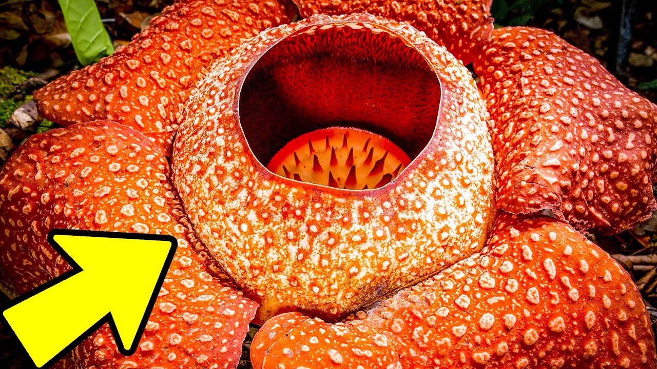 If You Ever See This Plant on Your Backyard, Ask for Help to Remove It!