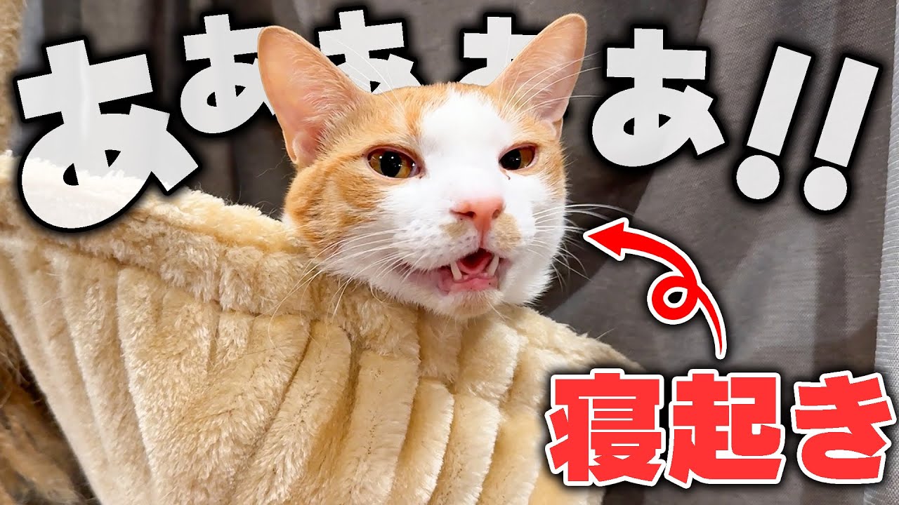 寝起きの子猫が急にグズって泣き出してしまいました…
