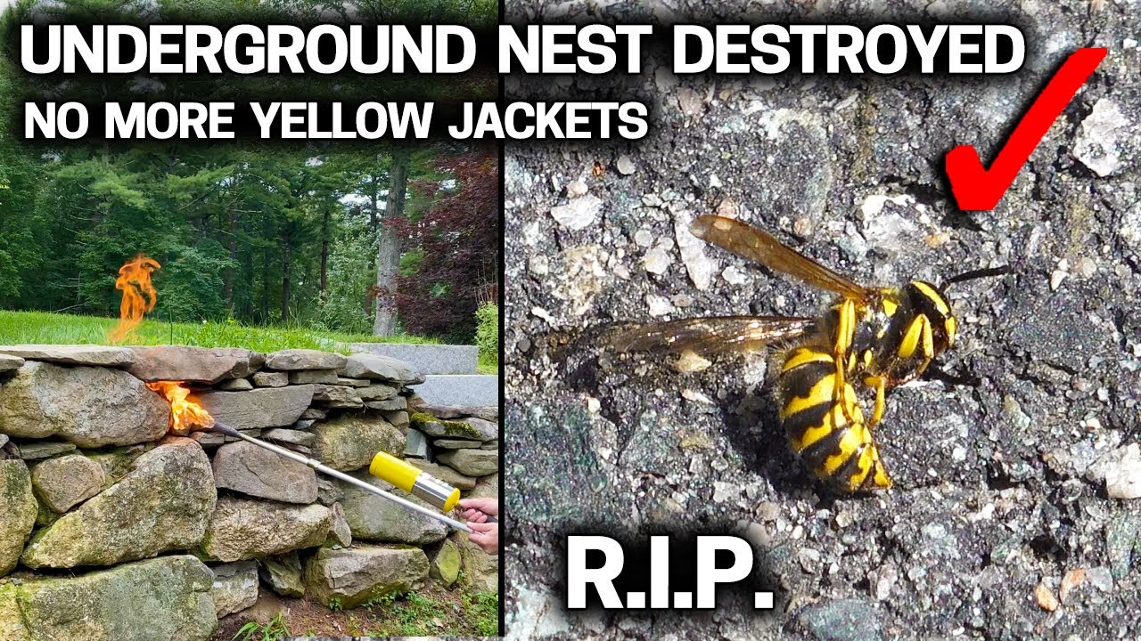 Get Rid of Yellow Jackets in Walls & Ground - Cheap & Easy
