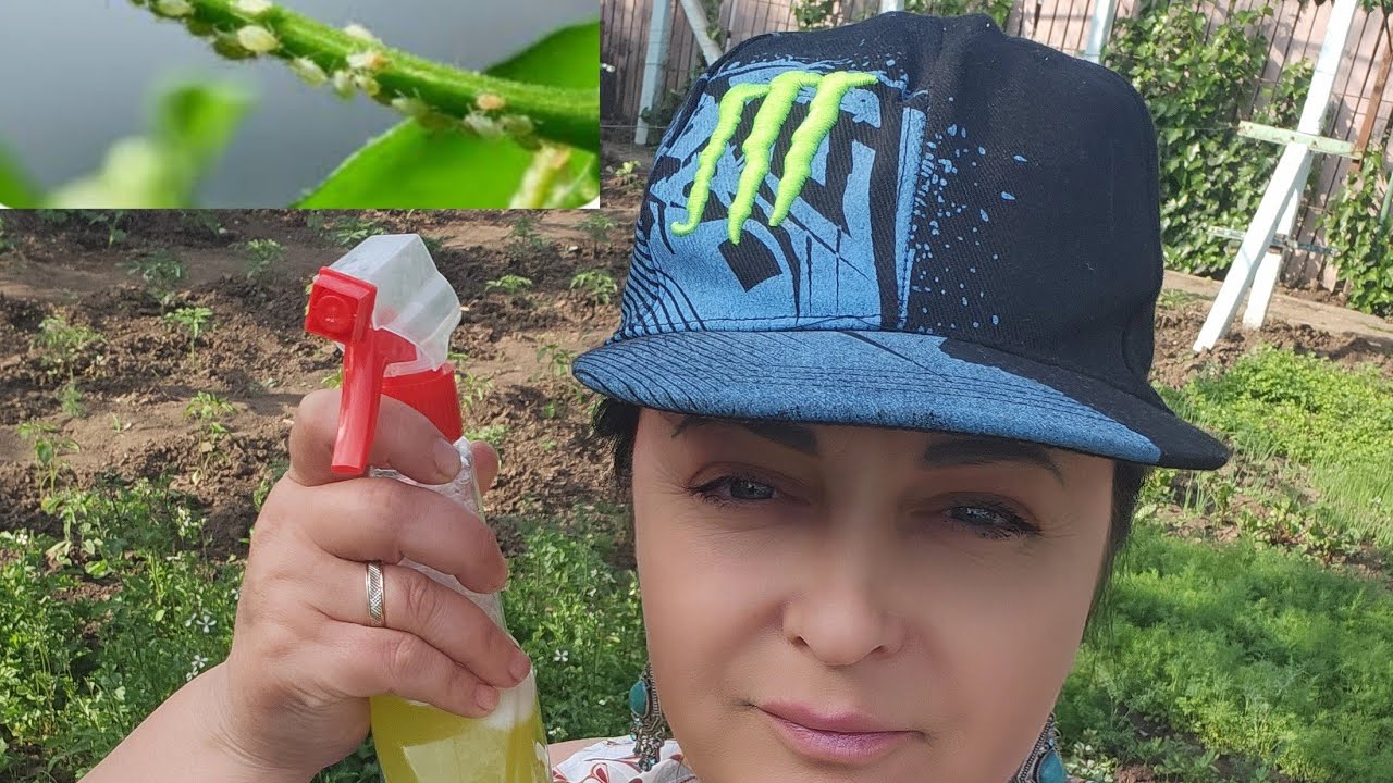 Cum scapam de paduchi,Afide la plante.Care sunt soluțiile? Combaterea  paduchilor de pe plante
