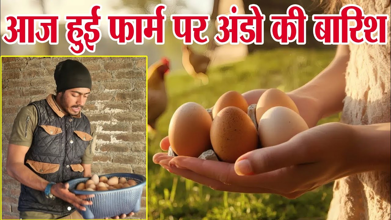 आज फार्म से निकले इतने सारे देसी अंडे! देखकर खुश हो जाएंगे। #chicken #egg #farming 