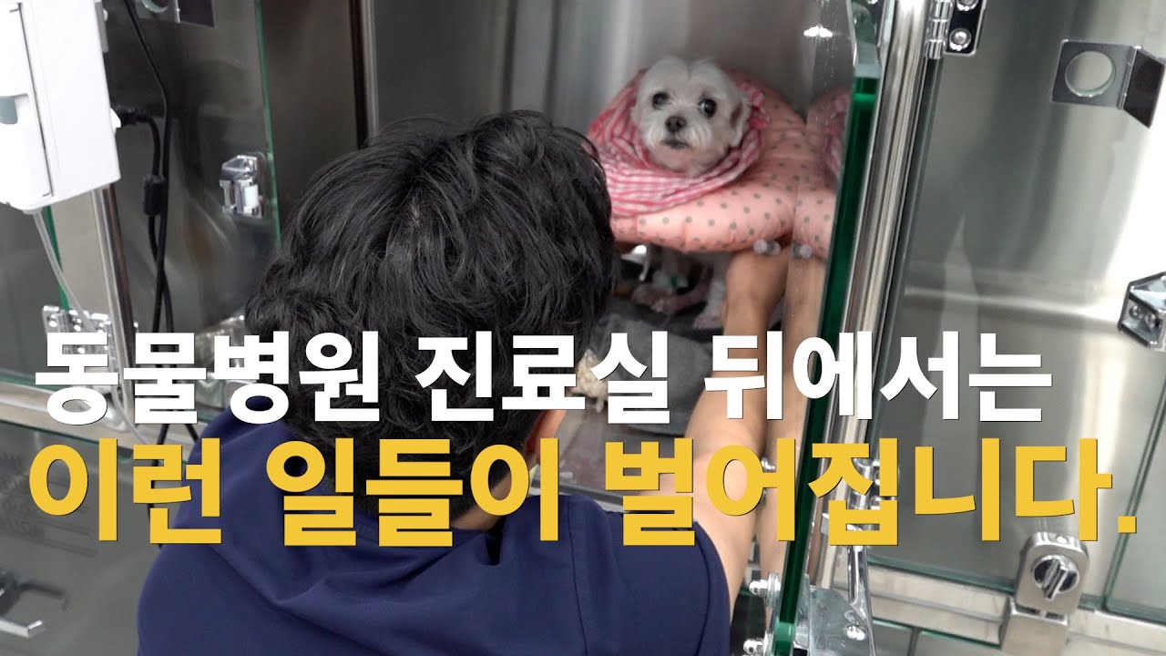 '우리 애 데려가서 이상한 짓 하지는 않을까 의심하던 분들 보세요' 수의사의 하루 브이로그 I 작가 관찰일지