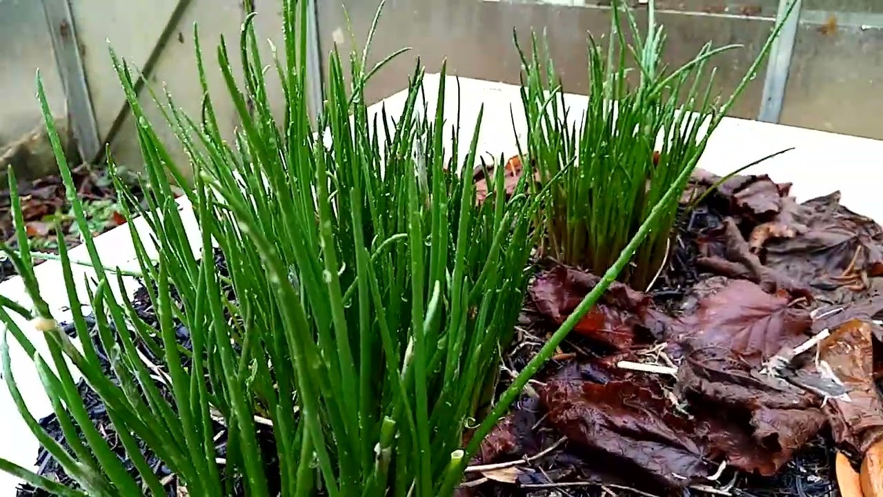 Bokashi im Thermokomposter