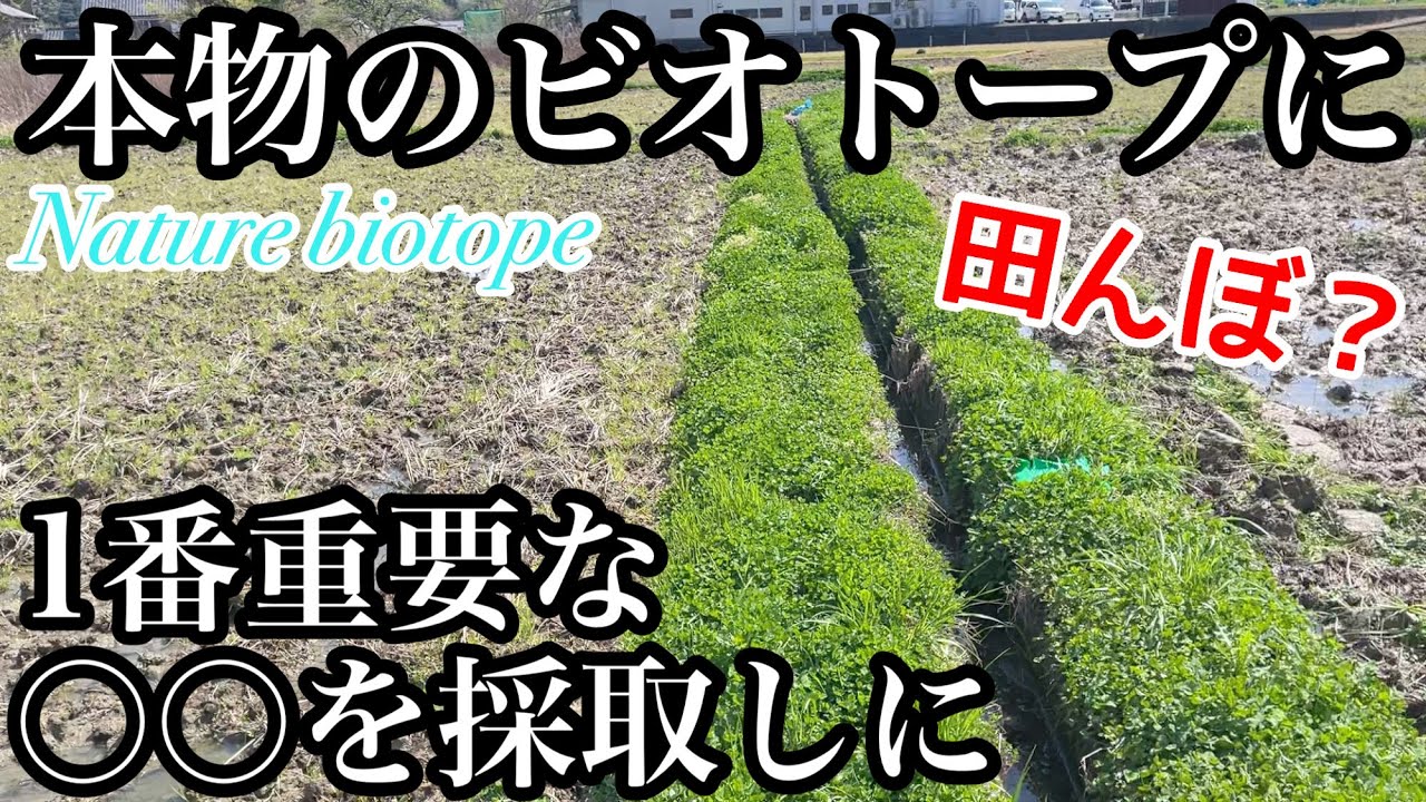 【本物のビオトープ作る2】本物のビオトープに1番重要な○○を採取しに行きました！これが無いとビオトープ作れません！　湿地帯ビオトープ
