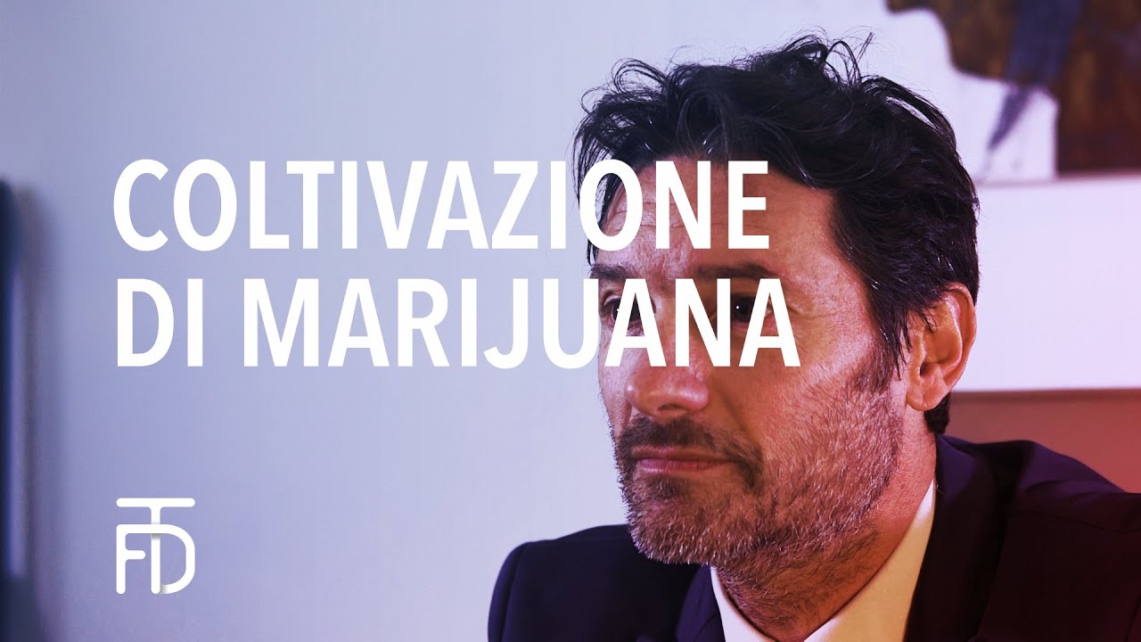 Coltivazione di Marijuana Studio Fratini Tenti Di Meco Avv  Osvaldo Fratini