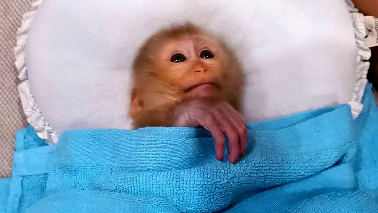 Monkey Abbey Receives Warm Cares, Loves And Attentions. God Blesses You!