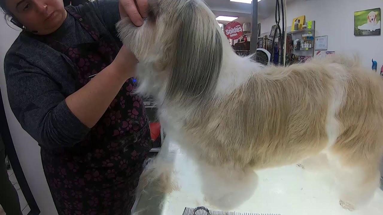 Coupe aux ciseaux Shih Tzu Fev 2020