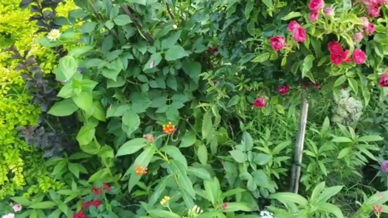 BONITO JARDIN NATURAL COLOR Y SABOR #garden 