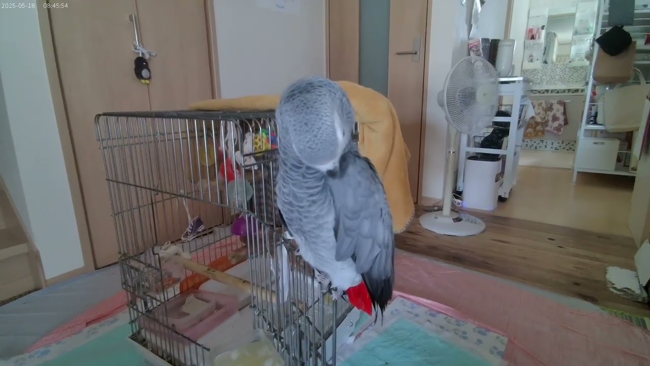 2025/5/18 朝のえりちゃん