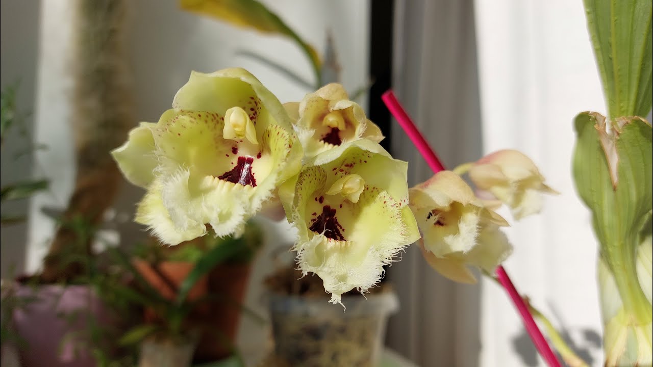 Clowesetum Creative Lantern. Ложка дегтя в бочке меда цветений сезона 23-24. Орхидея катасетум.