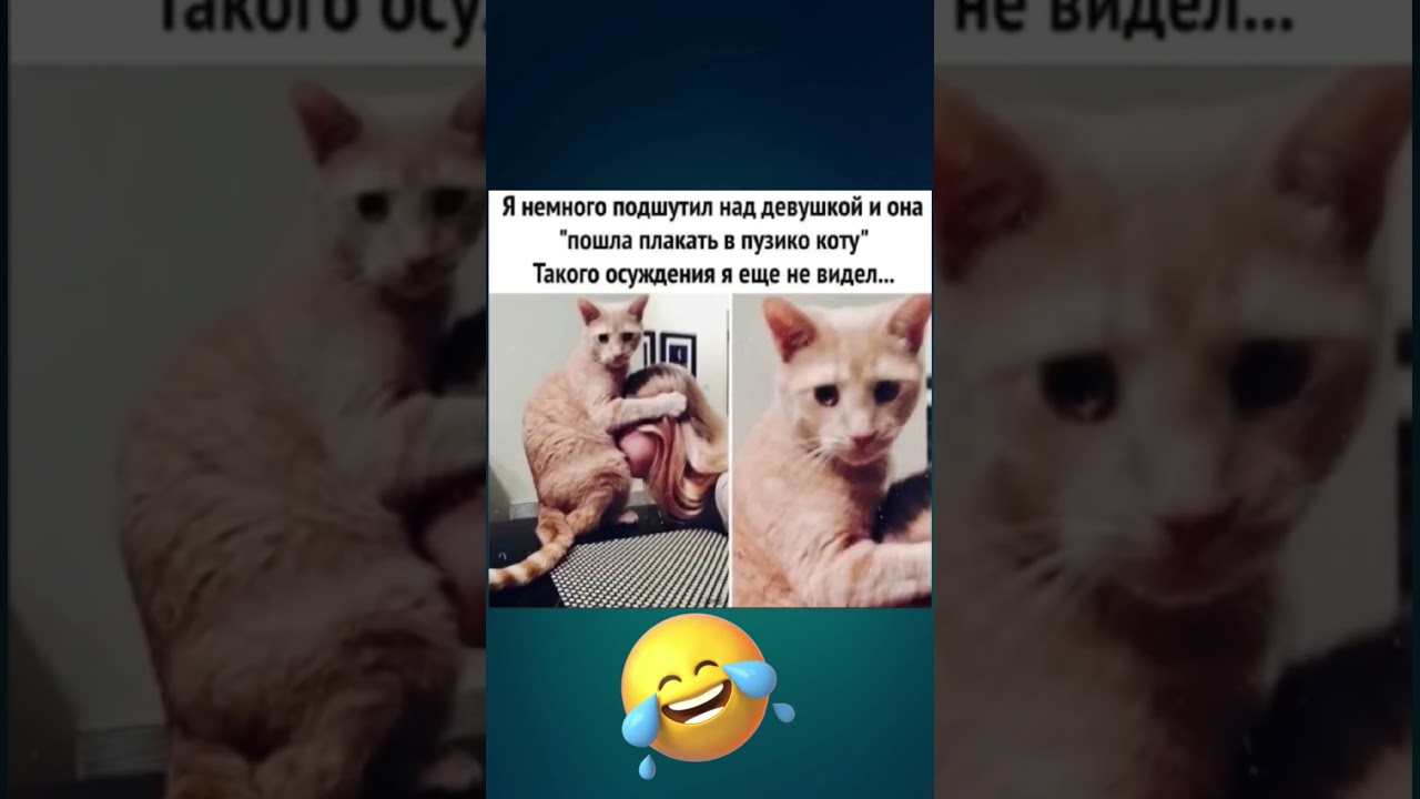😆 😆 😆 #шутки #хаха #смех #приколы #смешно #мемы #мем #юмор #шуточное #смешновидео #memes #funny #cat
