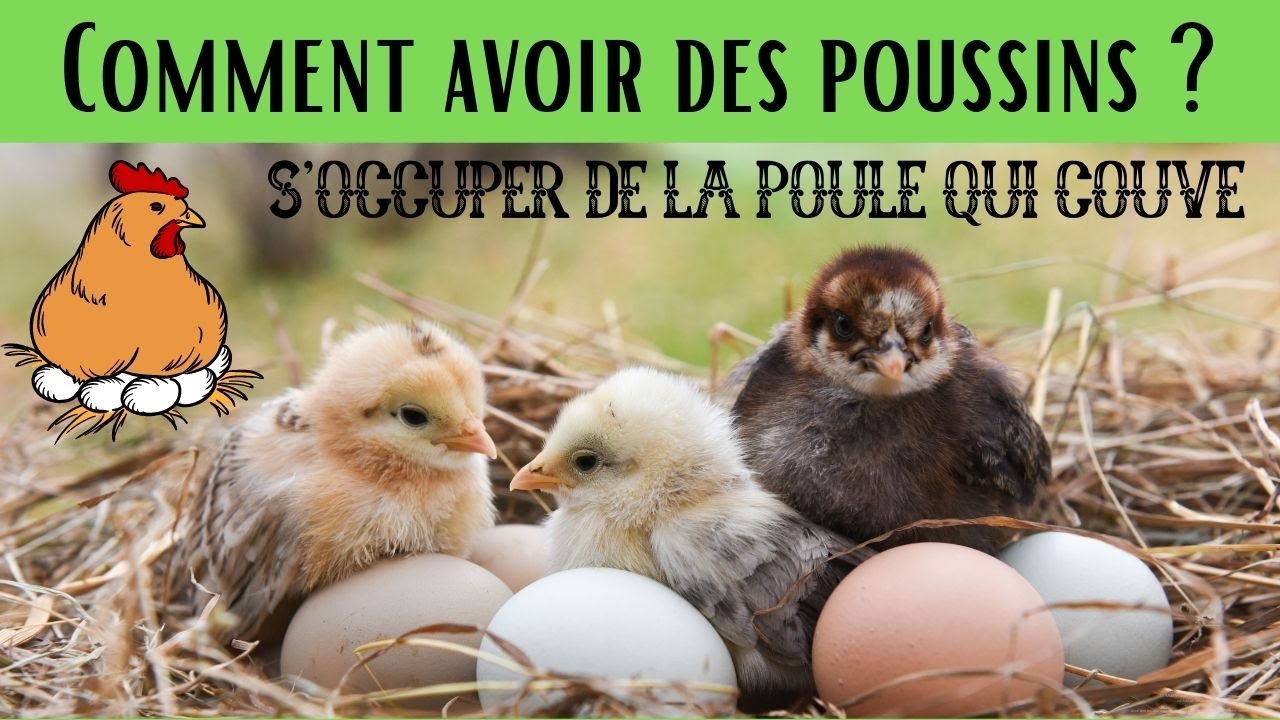 Comment avoir des poussins ? 🐣 S'occuper d'une poule qui couve