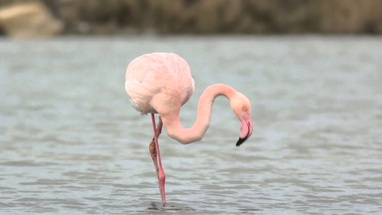 Greater Flamingo