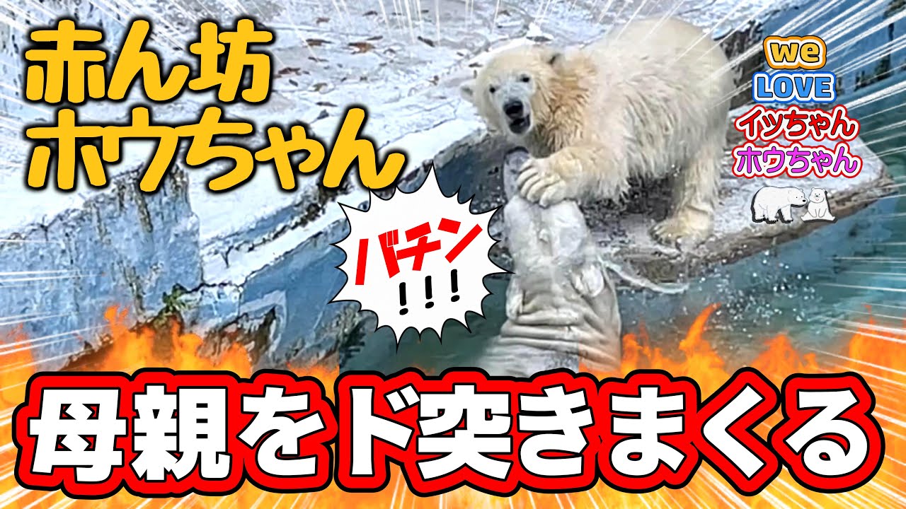 【イッちゃんホウちゃん】八か月のホウちゃんがイッちゃんをビンタしまくります。途中、ホウちゃんのパパ、ゴーゴも特別出演させました。どうぞお楽しみに！