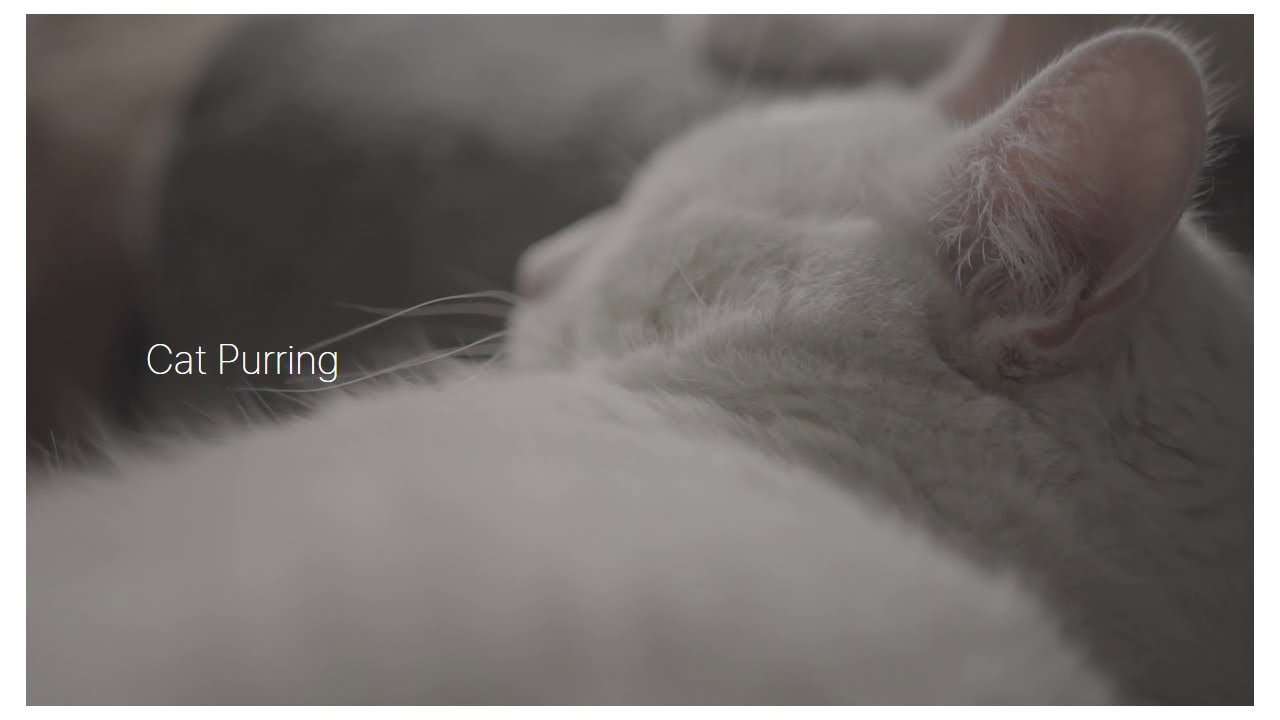 [4k] Peaceful Weekend Afternoon with Cat Purring | ASMR