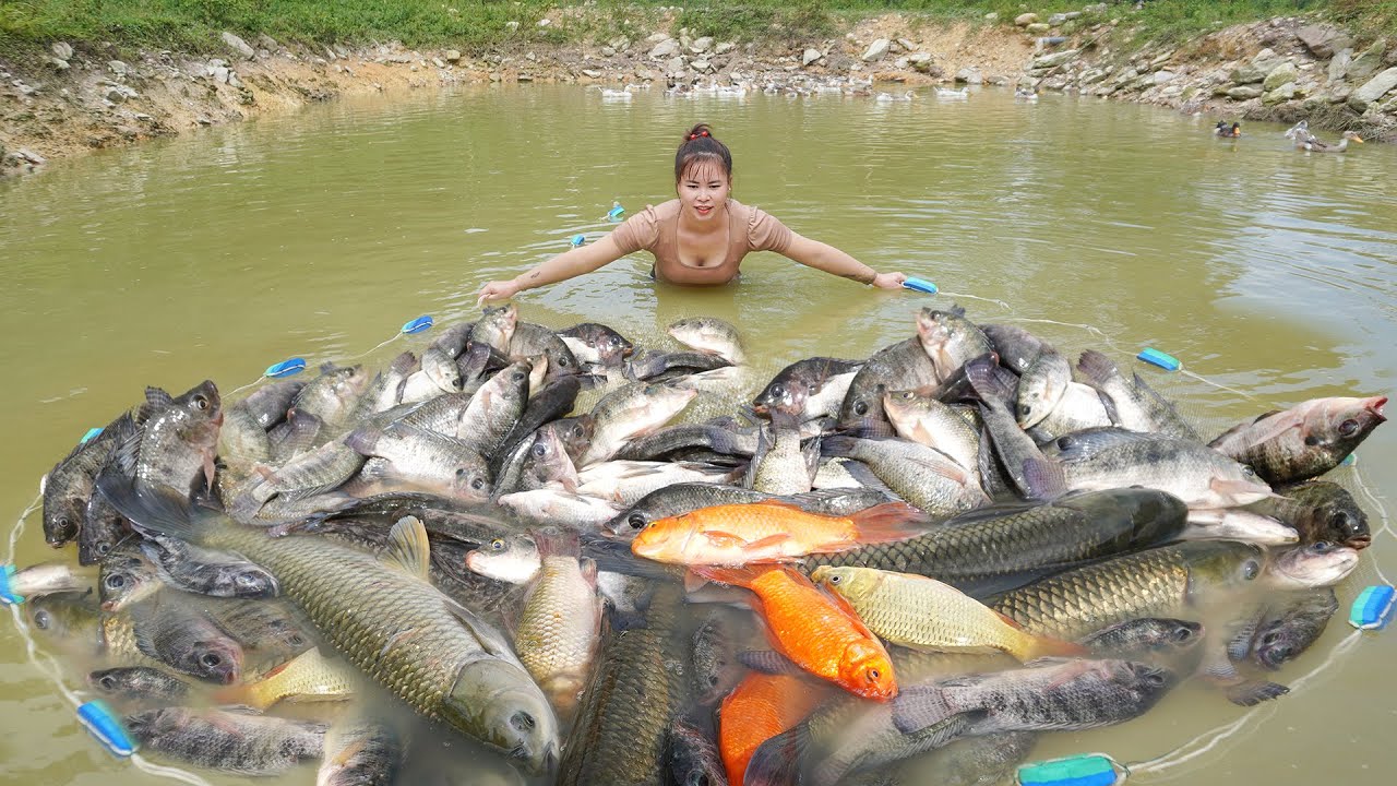Pulling Fish Pond Nets Harvest Many Fish Goes To Market Sell - Fish Preservation | Ly Tieu Toan
