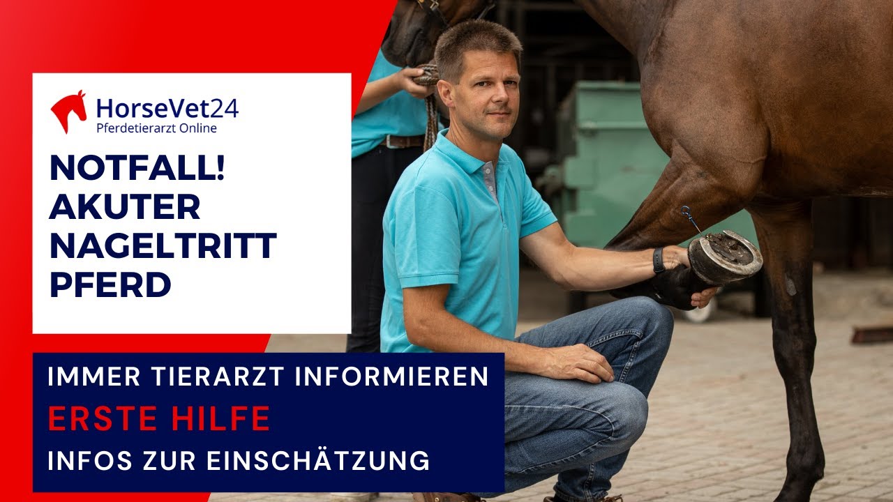 Notfall akuter Nageltritt Pferd: Tierarzt informieren, Einsch&auml;tzung, Erste Hilfe / HorseVet24