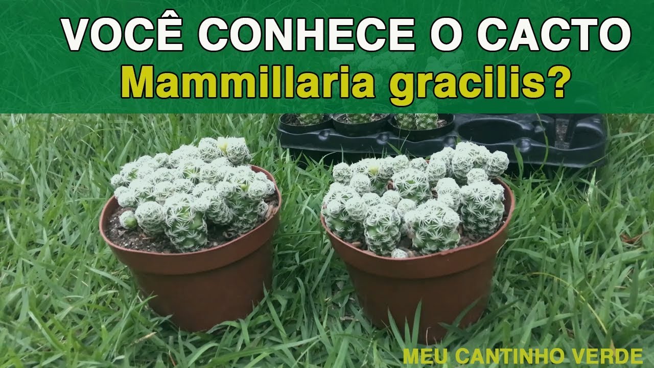 Cacto Mammillaria gracilis