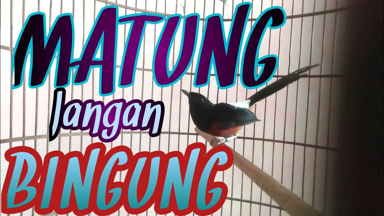murai matung