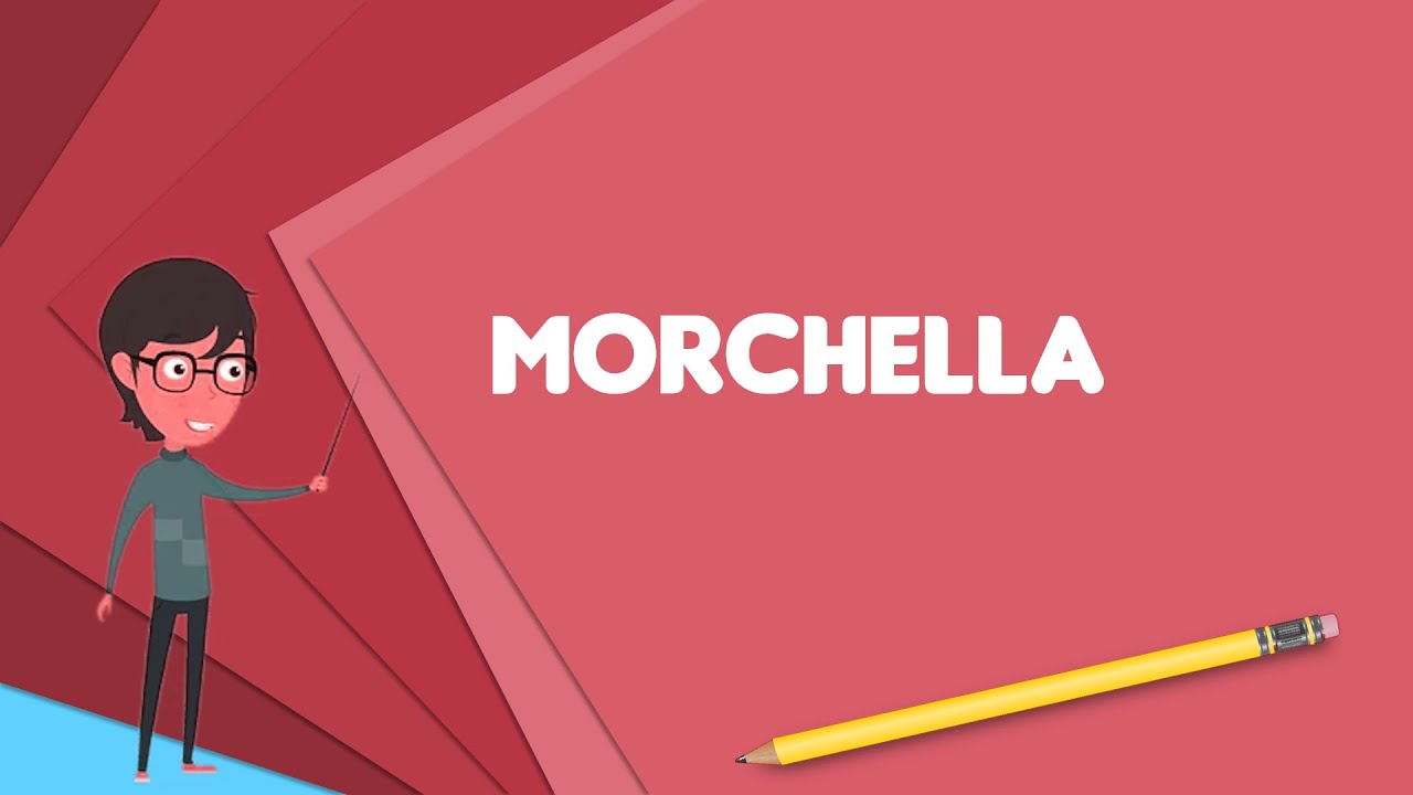 What is Morchella? Explain Morchella, Define Morchella, Meaning of Morchella
