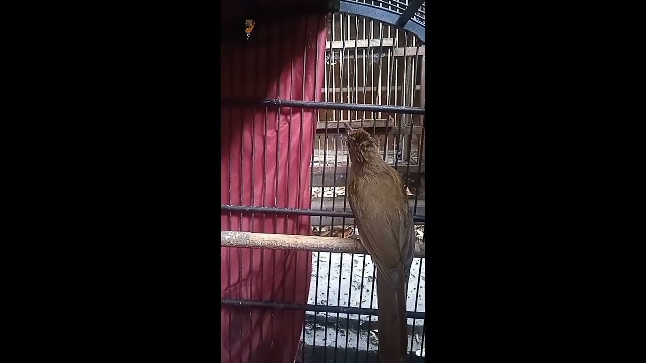 Burung Cucak Jenggot/ Ki Jenggot