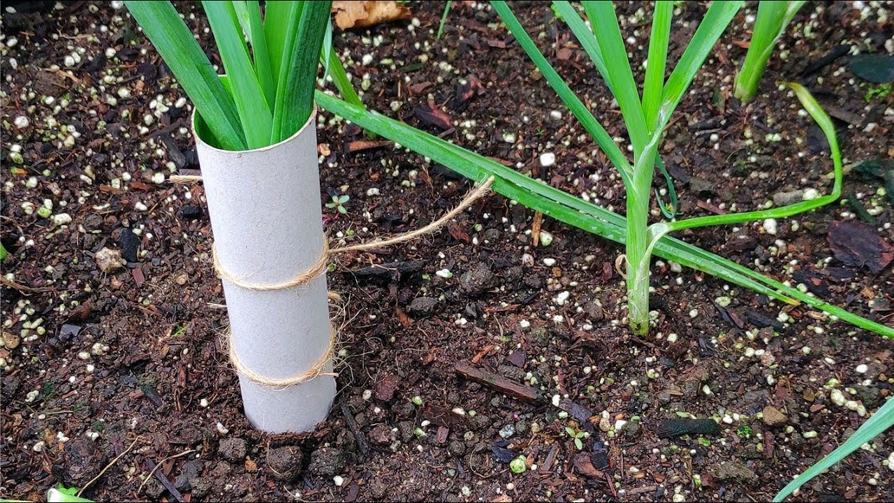 如何种植韭葱：廁紙筒套在植物上，沒想到這麽厲害！為何你不種植韭蔥？讓扁葉蔥變成多年生，一年四季吃不完！