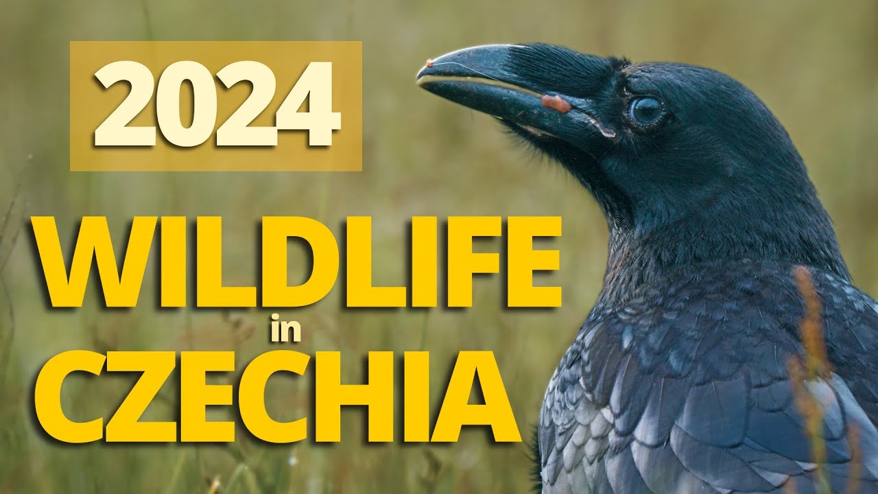 Wild Czechia &ndash; My Best Wildlife Shots of 2024