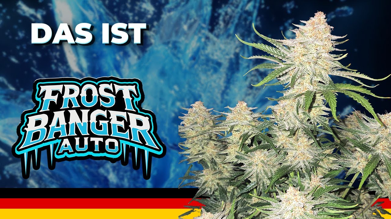❄️ Frostbanger Auto&trade; 🌨 | Strainbeschreibung | Fast Buds Autoflower | Indica-Dominant