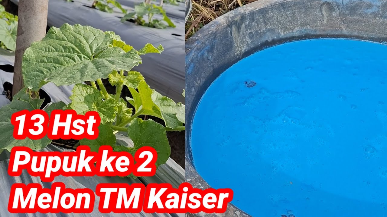Pupuk ke 2 vegetatif melon TM kaiser