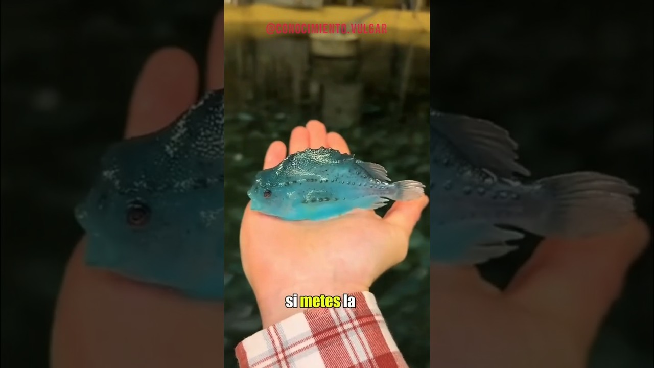 🐟 Pez pegajoso y como este peces se adhieren a la pecera / #conocimientovulgar #viralvideo #pez