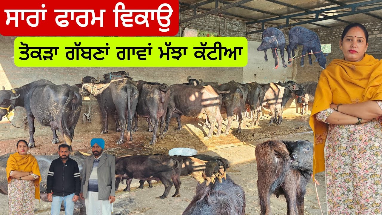 ਸਾਰਾ ਫਾਰਮ ਵਿਕਾ-ਉ ਤੋਕੜਾਂ ਮੱਝਾ ਤੋਕੜਾਂ ਗੱਬਣਾ ਗਾਵਾਂ ਤੇ ਸੂਣ ਵਾਲੀ ਮੱਝ ਤੇ ਤਾਜੀਆ ਸੂਈਆ ਹੋਈਆ ਮੱਝਾਂ।