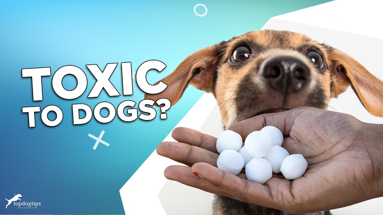 Are Mothballs Toxic to Dogs? Horrifying Truth & What to Know!