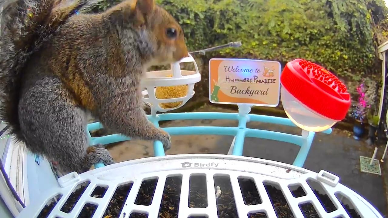 It was inevitable! Skippy try to get some suet action! #squirrel 