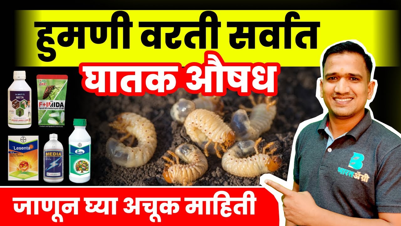 हुमणी अळी नियंत्रण | humani ali control | white Grub Insecticide | Humani jaivik नियंत्रण #farmers