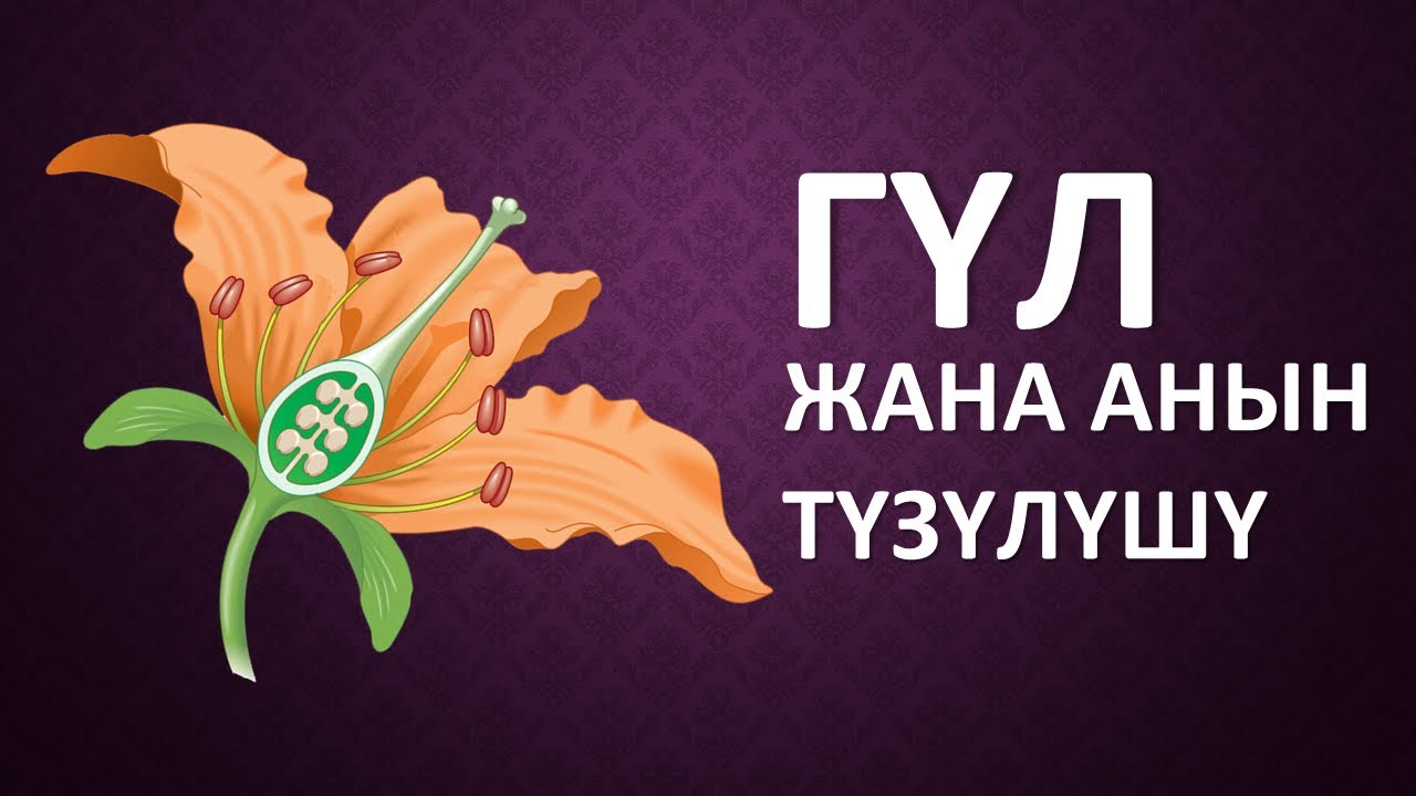 ГҮЛ жана анын түзүлүшү | БОТАНИКА #гүлдүнтүзүлүшү