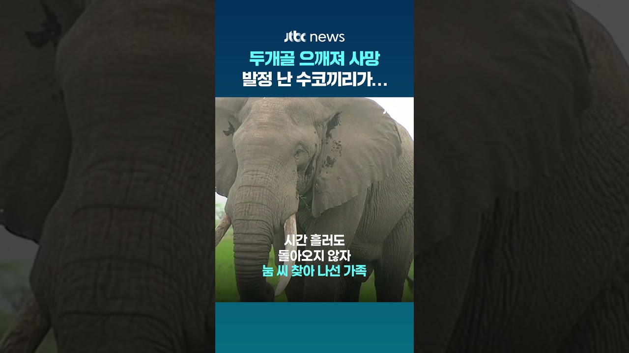 태국서 농장 일꾼 두개골 으깨져 사망... 범인은 '발정 난 수코끼리' #JTBC #Shorts