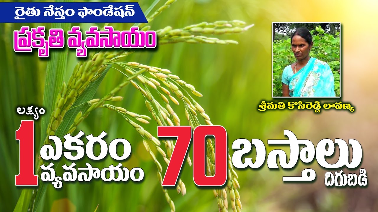 1 ACRE PADDY = 72 BAGS (Farmer Lavanya-7730061819)