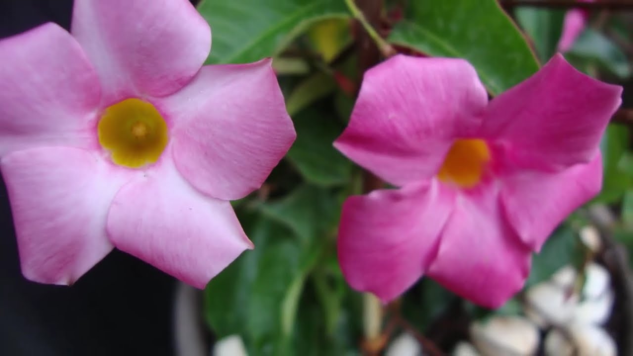 Pink Mandevilla
