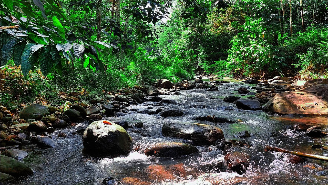 Relax Your Mind & Unwind Beside Calming Water Sounds in a Hidden Jungle Creek with Gentle Rapids