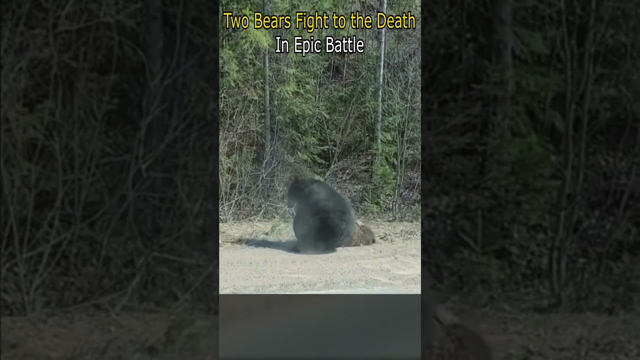 Two Bears Fight to the Death in Epic Battle