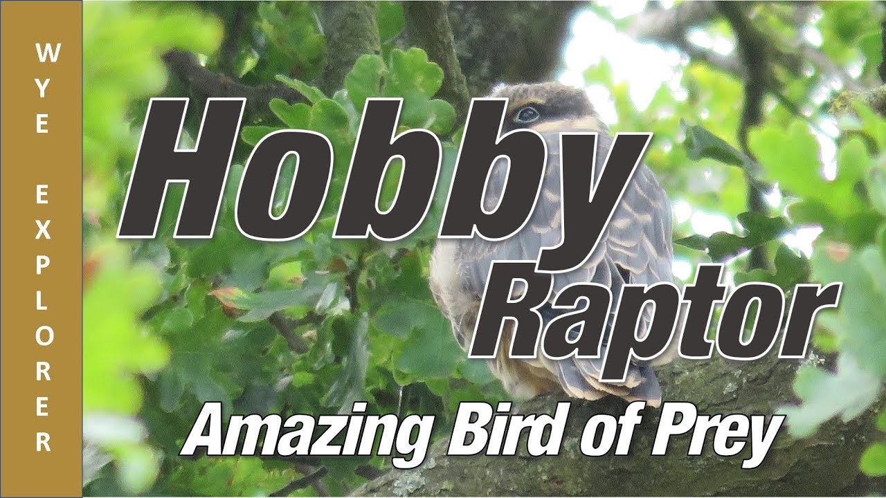 Hobby Amazing Birds of Prey - in Herefordshire's Wye Valley
