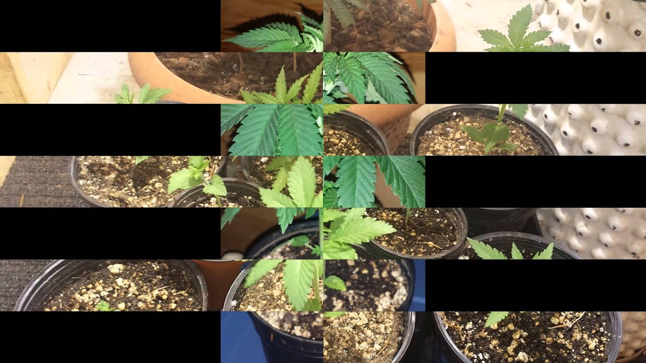 BGA North Organix Indoor/Outdoor 2015 Grow