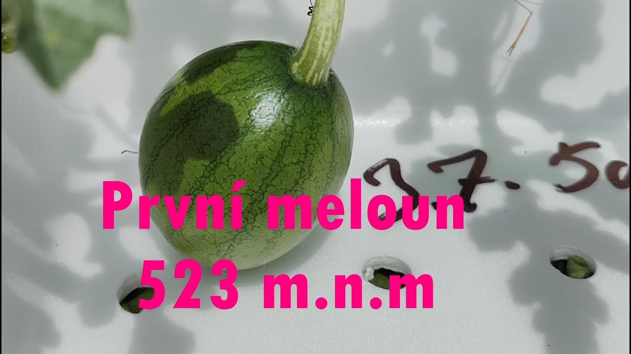 💧 Hydroponie i Pozdě? Můj Pozdní Start s Bezpůdním Pěstováním! 🌱 Jak Se Povede? 🔬